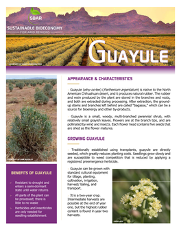Guayule (Why-Oo-Lee) (Parthenium Argentatum) Is Native to the North American Chihuahuan Desert, and It Produces Natural Rubber