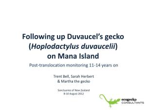 Following up Duvaucel's Gecko (Hoplodactylus Duvaucelii) on Mana Island