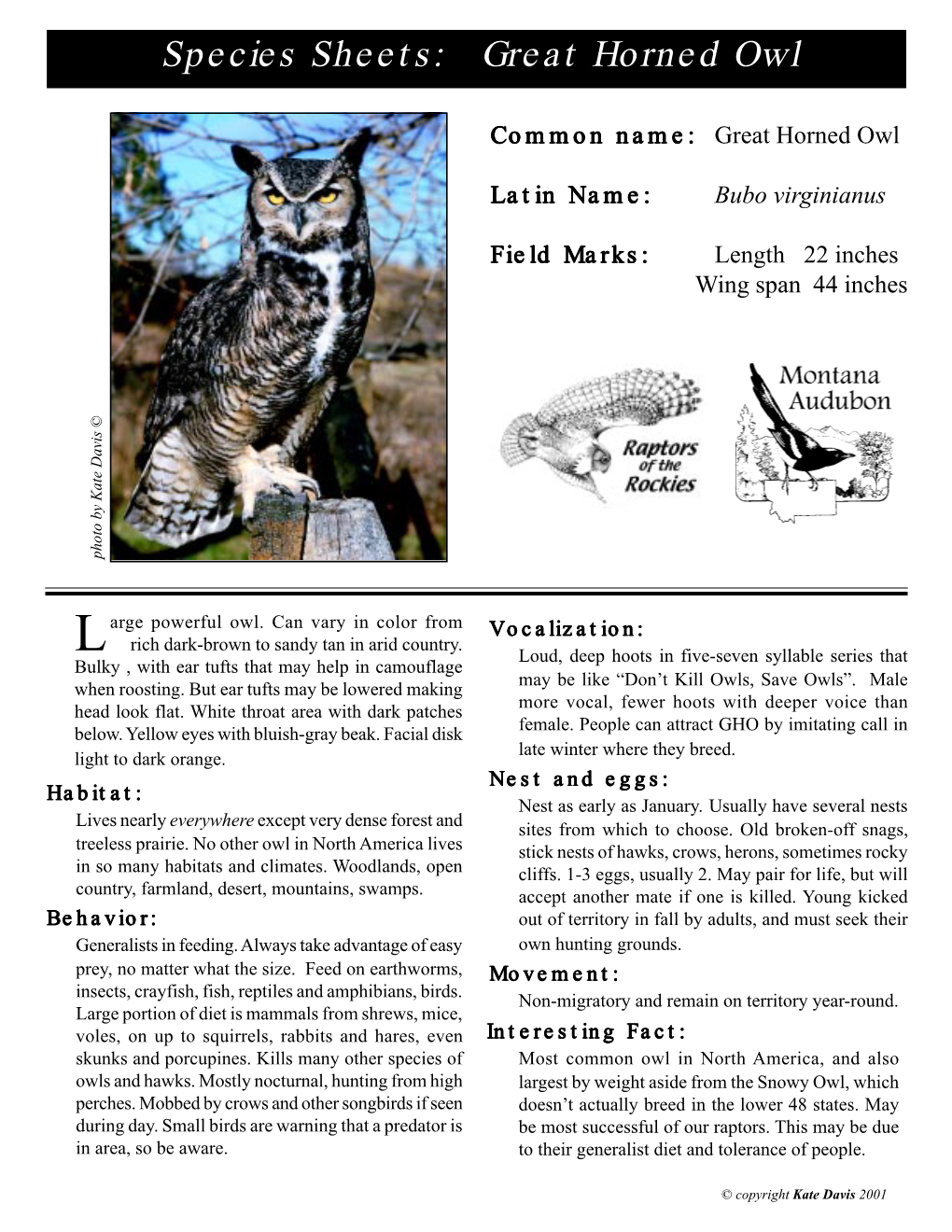 Great Horned Owl