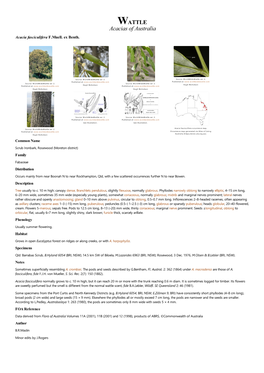 Acacia Fasciculifera F.Muell
