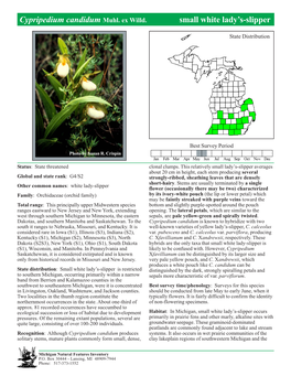 Cypripedium Candidum Muhl