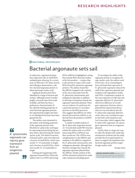 Bacterial Argonaute Sets Sail