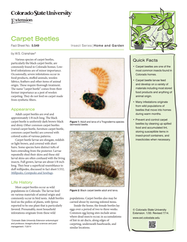 Carpet Beetles Fact Sheet No