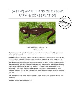 (A Few) Amphibians of Oxbow Farm & Conservation