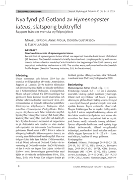 Nya Fynd På Gotland Av Hymenogaster Luteus, Slätsporig Buktryffel Rapport Från Det Svenska Tryffelprojektet