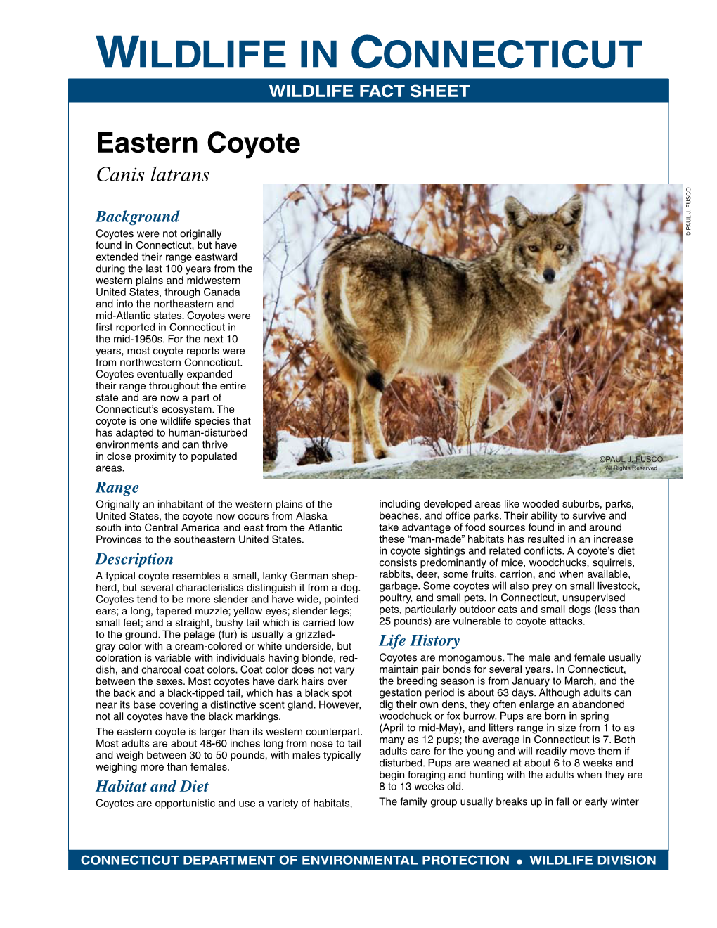 Eastern Coyote Canis Latrans