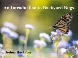 An Introduction to Backyard Bugs and Ecology