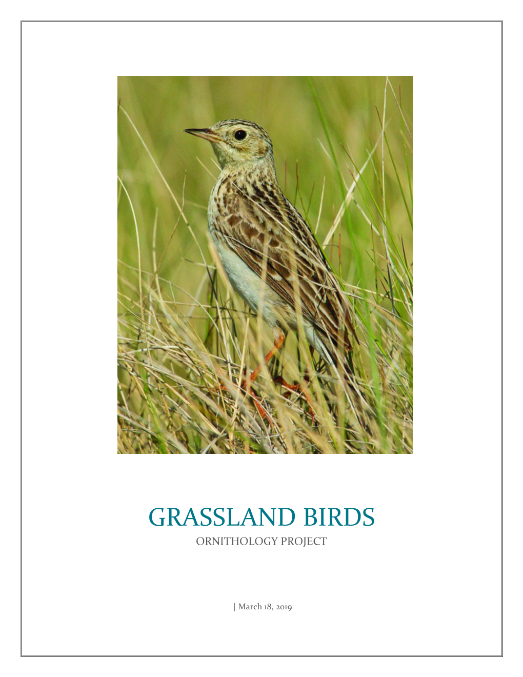 Grassland Birds Ornithology Project