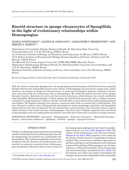 Kinetid Structure in Sponge Choanocytes of Spongillida in the Light of Evolutionary Relationships Within Demospongiae