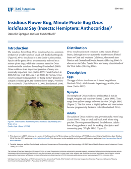 Insidious Flower Bug, Minute Pirate Bug Orius Insidiosus Say (Insecta: Hemiptera: Anthocoridae)1 Danielle Sprague and Joe Funderburk2