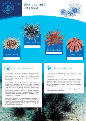 19 Sea Urchins (Echinoidea)