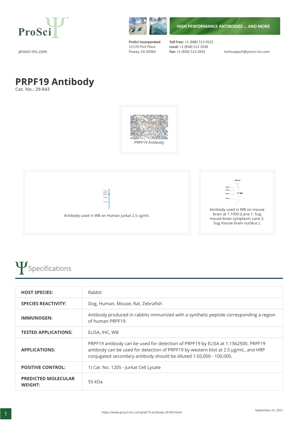 PRPF19 Antibody Cat