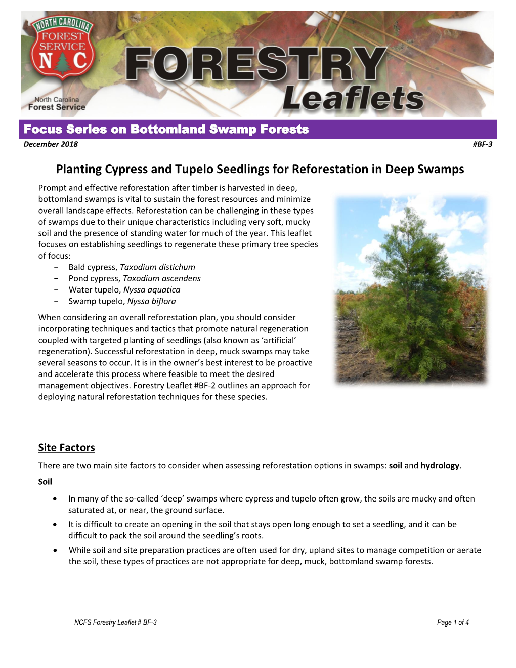 Planting Cypress and Tupelo Seedlings for Reforestation in Deep