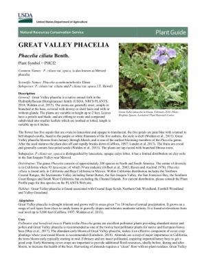 (Phacelia Ciliata) Plant Guide