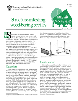 Structure-Infesting Wood-Boring Beetles J