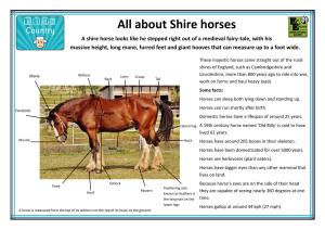 Shire Horse Information Sheets