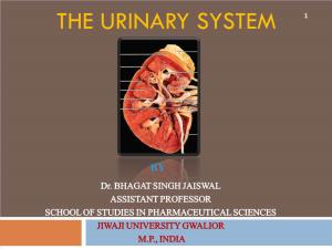 Urinary System 1