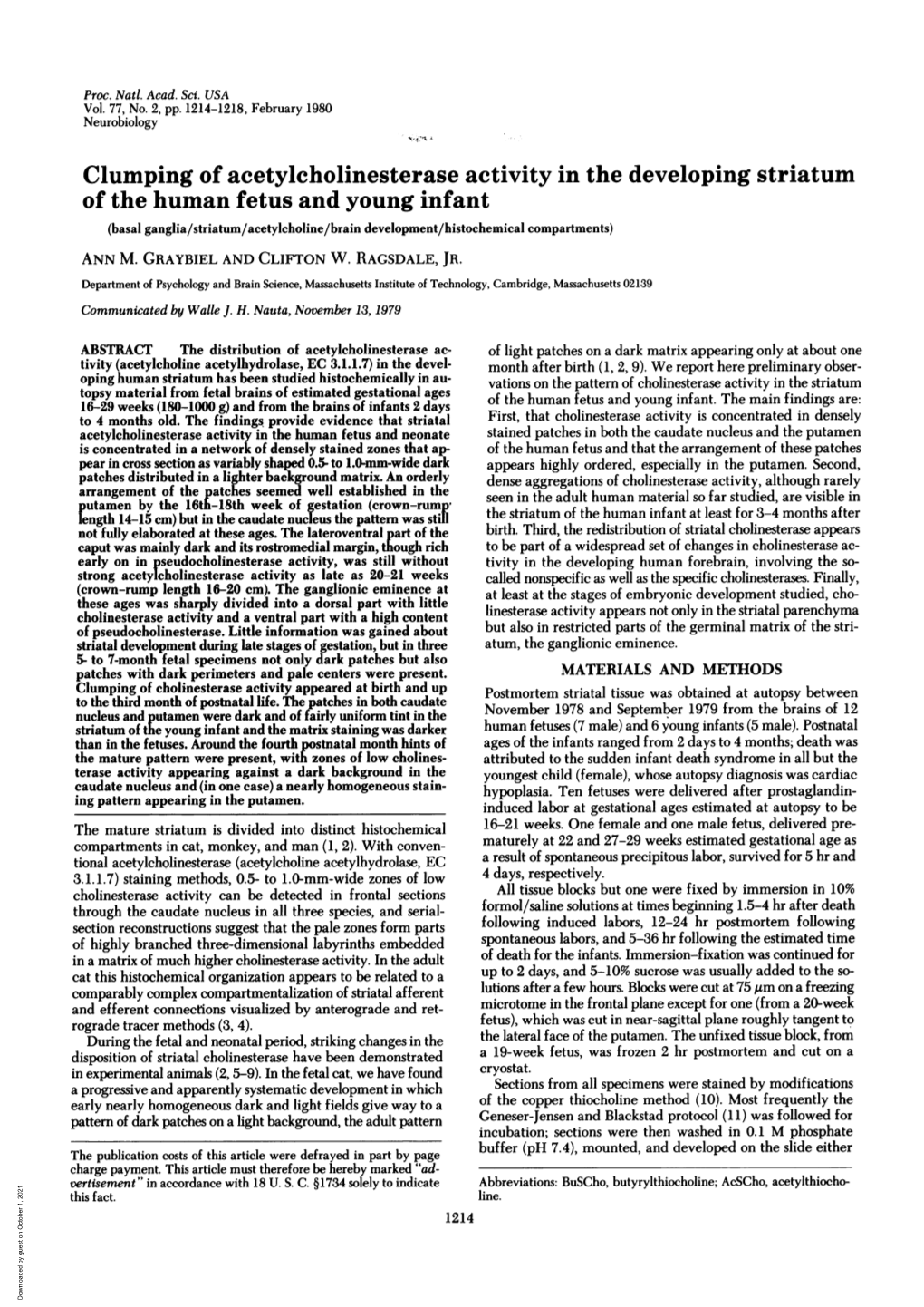 Clumping of Acetylcholinesterase Activity in the Developing Striatum Of