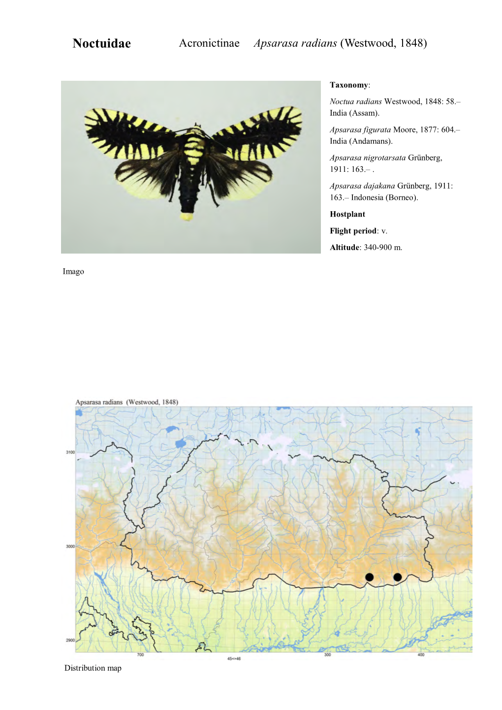 Noctuidae Acronictinae Apsarasa Radians (Westwood, 1848)