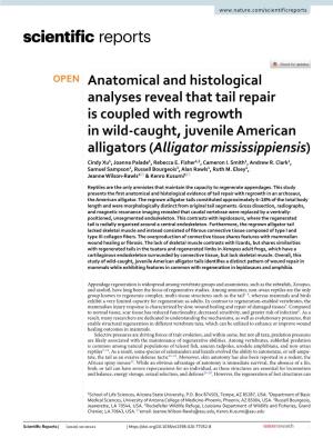 Anatomical and Histological Analyses Reveal That Tail Repair Is Coupled with Regrowth in Wild-Caught, Juvenile American Alligato