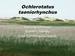 Ochlerotatus Taeniorhynchus