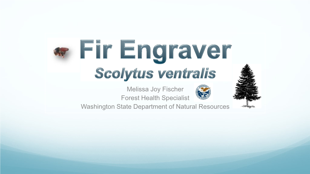 Fir Engraver