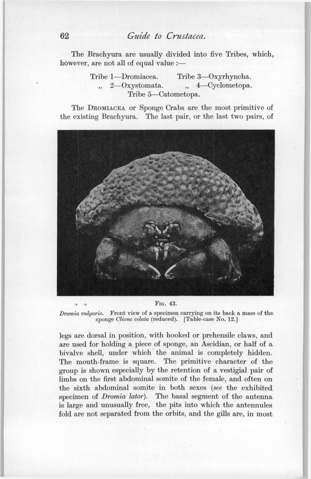 Guide to Crustacea