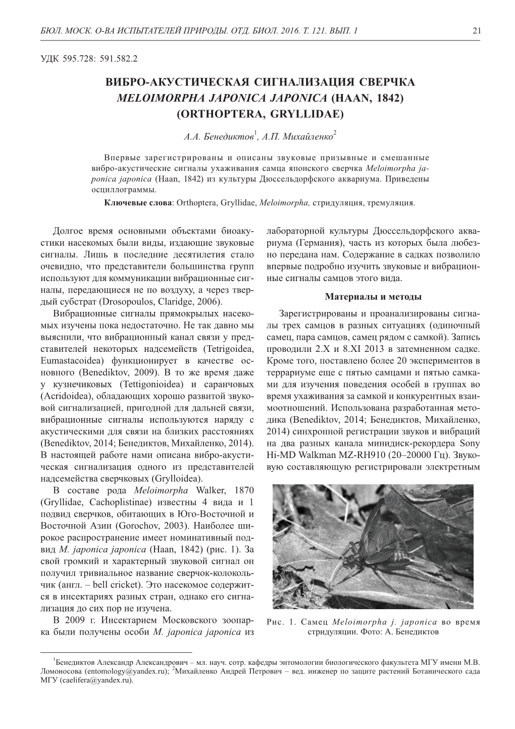 Вибро-Акустическая Сигнализация Сверчка Meloimorpha Japonica Japonica (Haan, 1842) (Orthoptera, Gryllidae)
