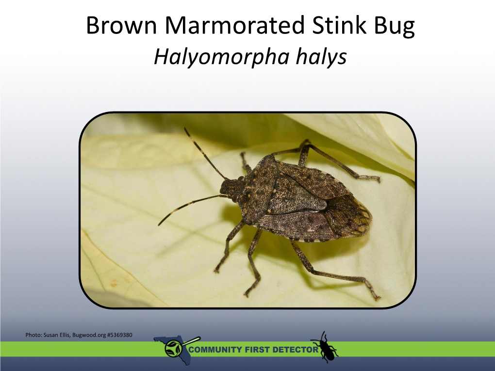 Halyomorpha Halys