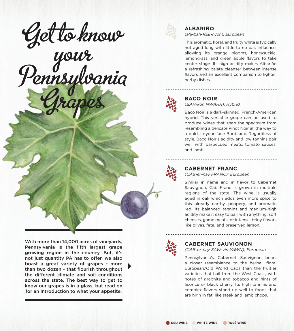 PA Wines Grape Guide