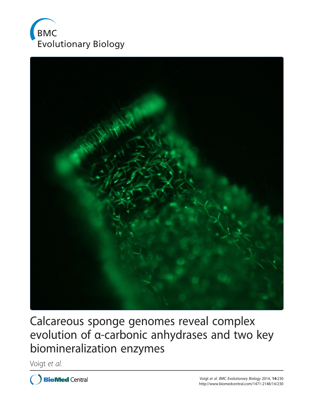 Calcareous Sponge Genomes Reveal Complex Evolution of A-Carbonic