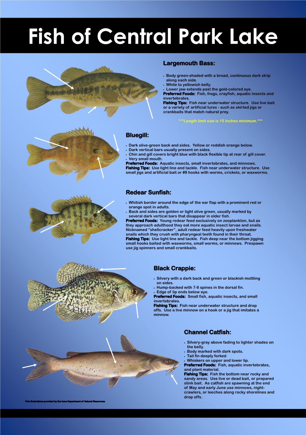 Bluegill: Redear Sunfish: Black Crappie: Channel Catfish