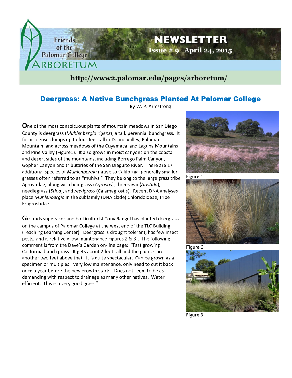 Deergrass: a Native Bunchgrass Planted at Palomar College by W