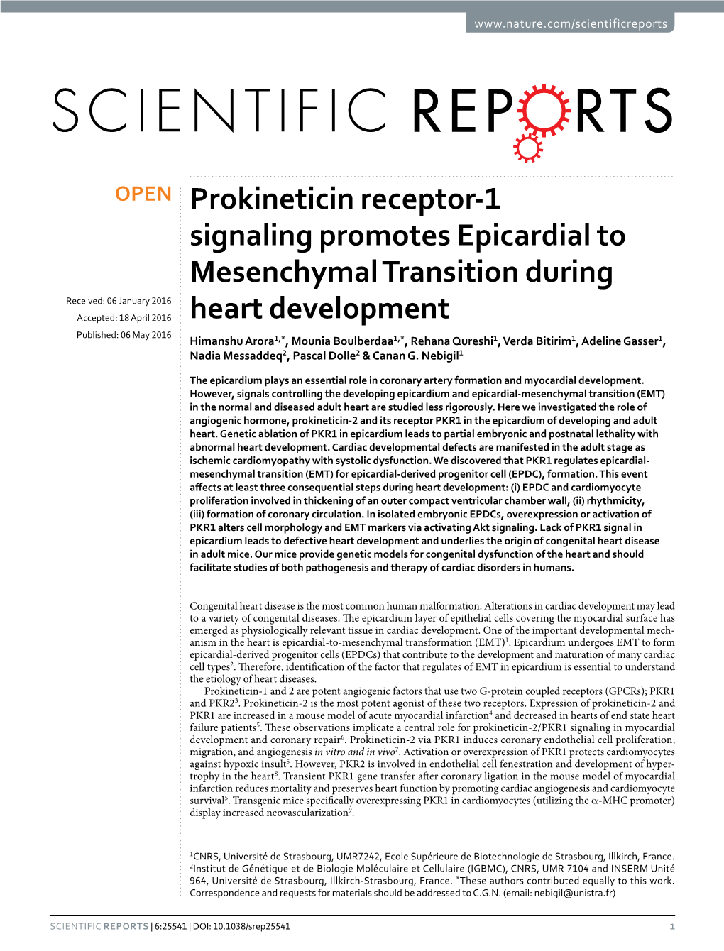Prokineticin Receptor-1 Signaling Promotes Epicardial To