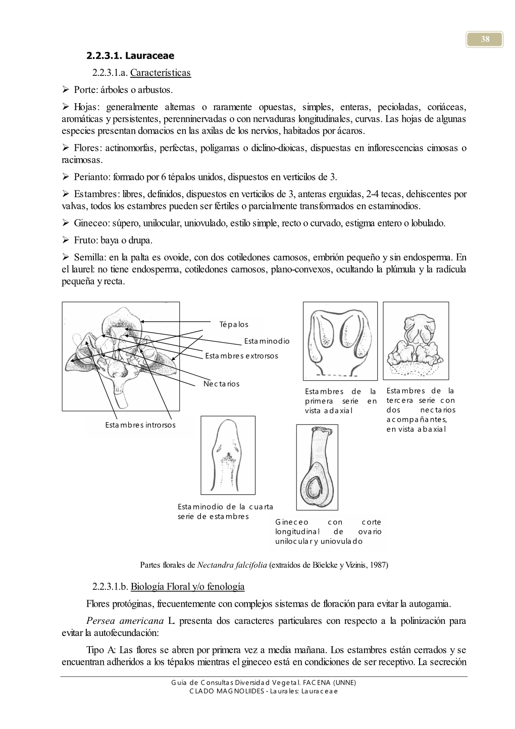 2.2.3.1. Lauraceae 2.2.3.1.A