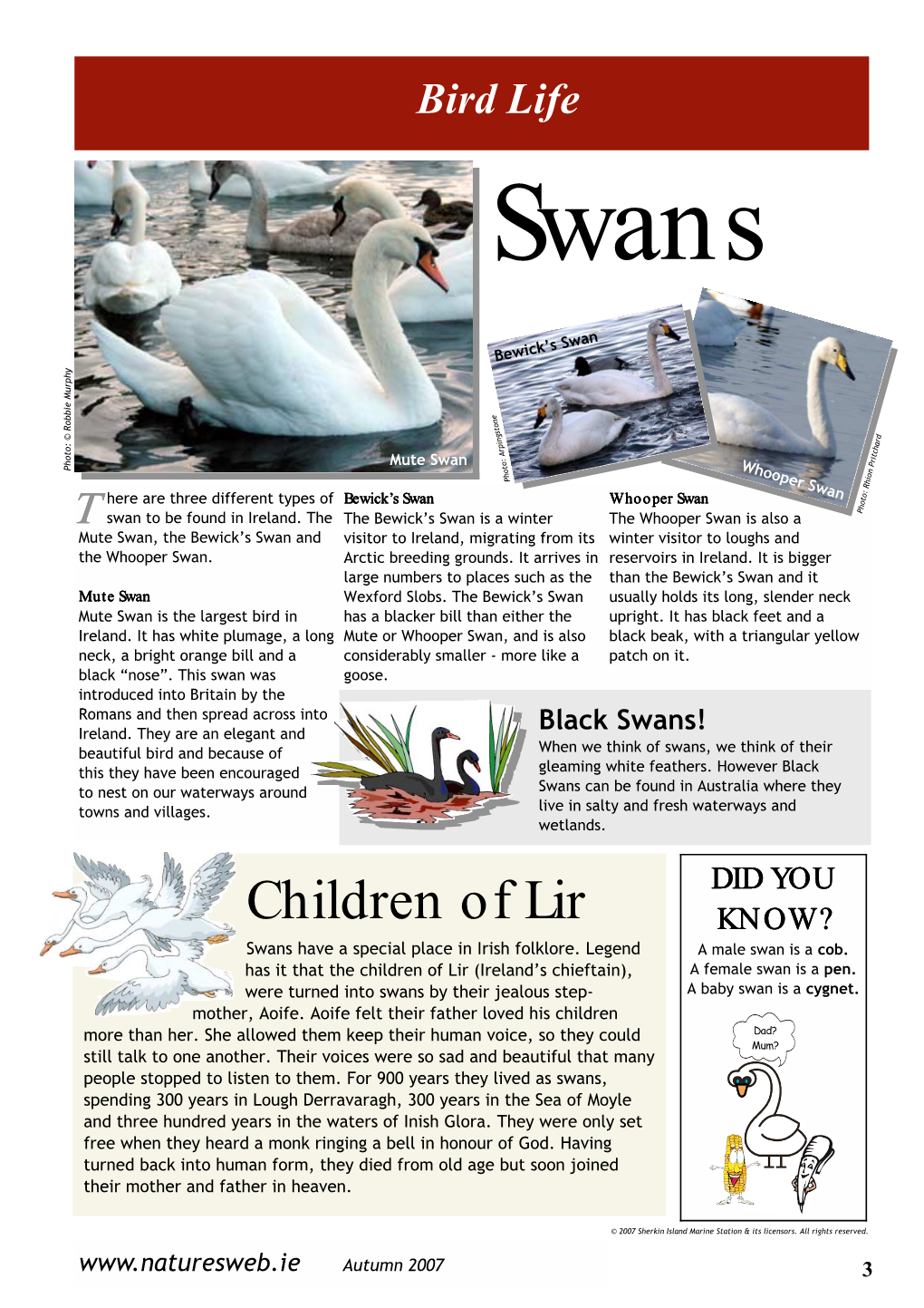 Children of Lir KNOW? Swans Have a Special Place in Irish Folklore