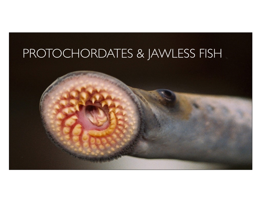 Protochordates and Jawless Fish