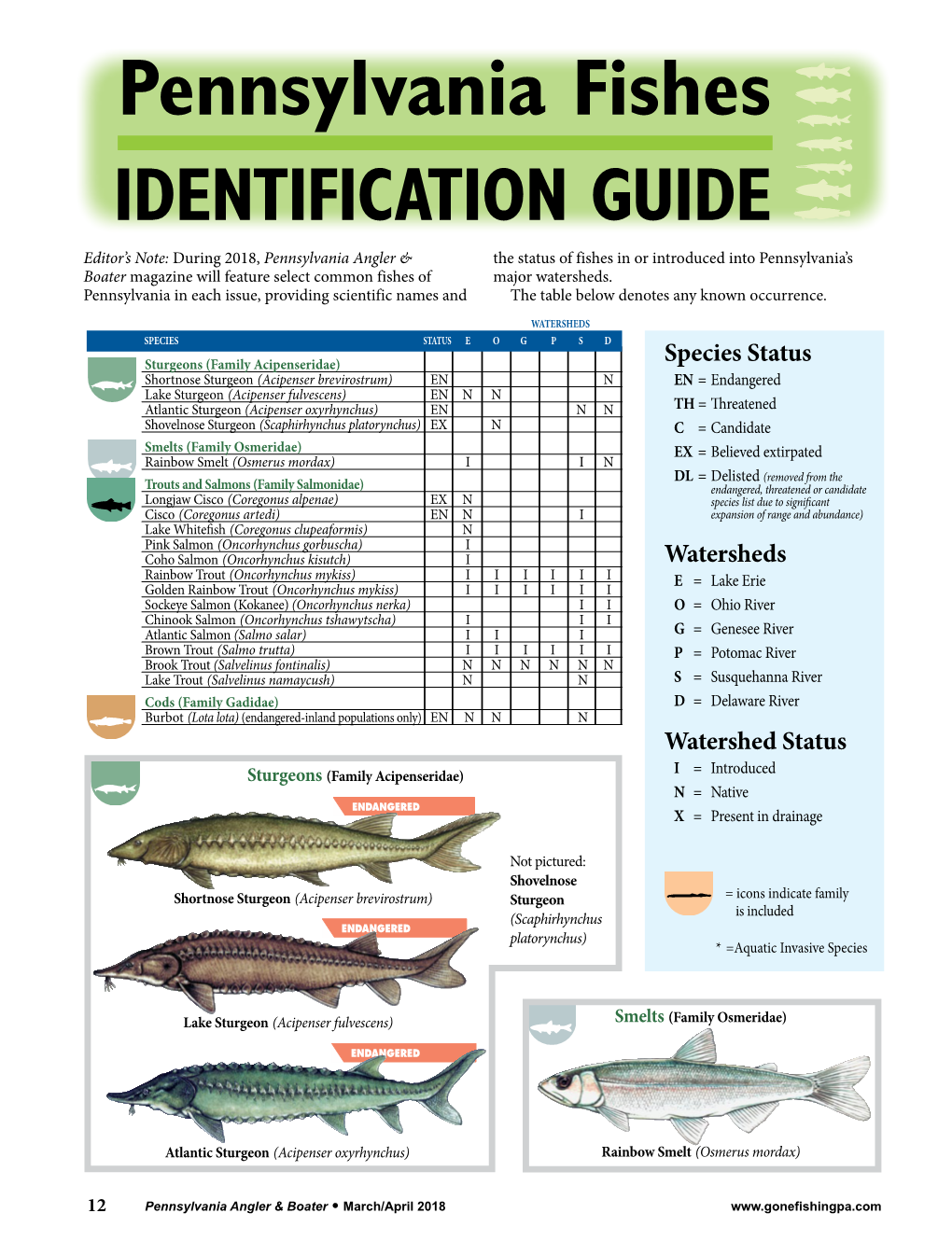 Pennsylvania Fishes Identification Guide