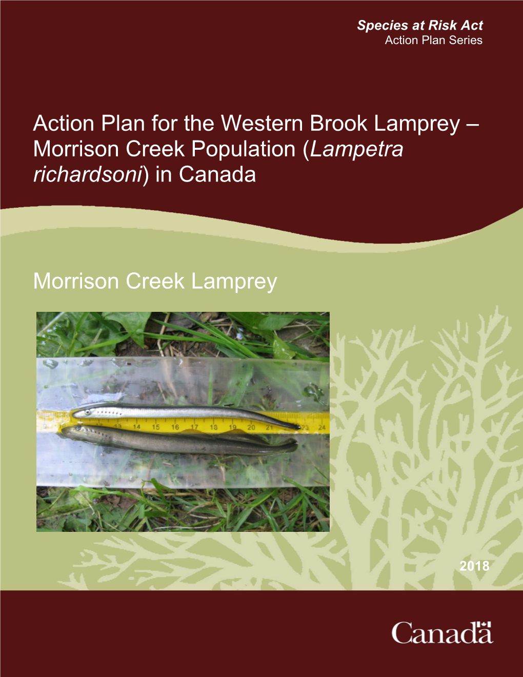 Action Plan for the Western Brook Lamprey – Morrison Creek Population (Lampetra Richardsoni) in Canada