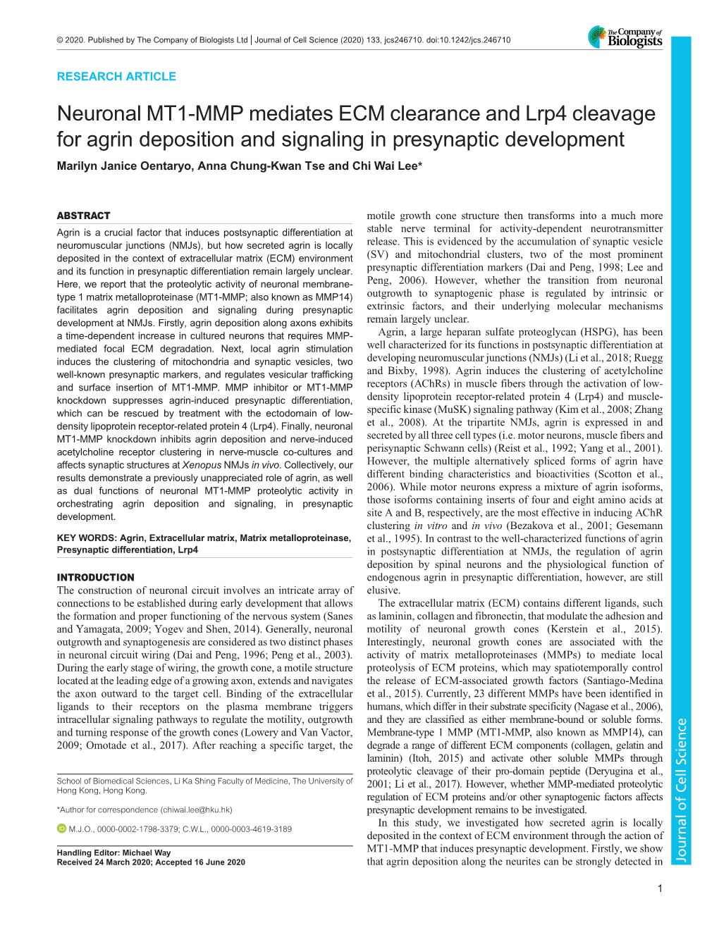 Neuronal MT1-MMP Mediates ECM Clearance and Lrp4 Cleavage For