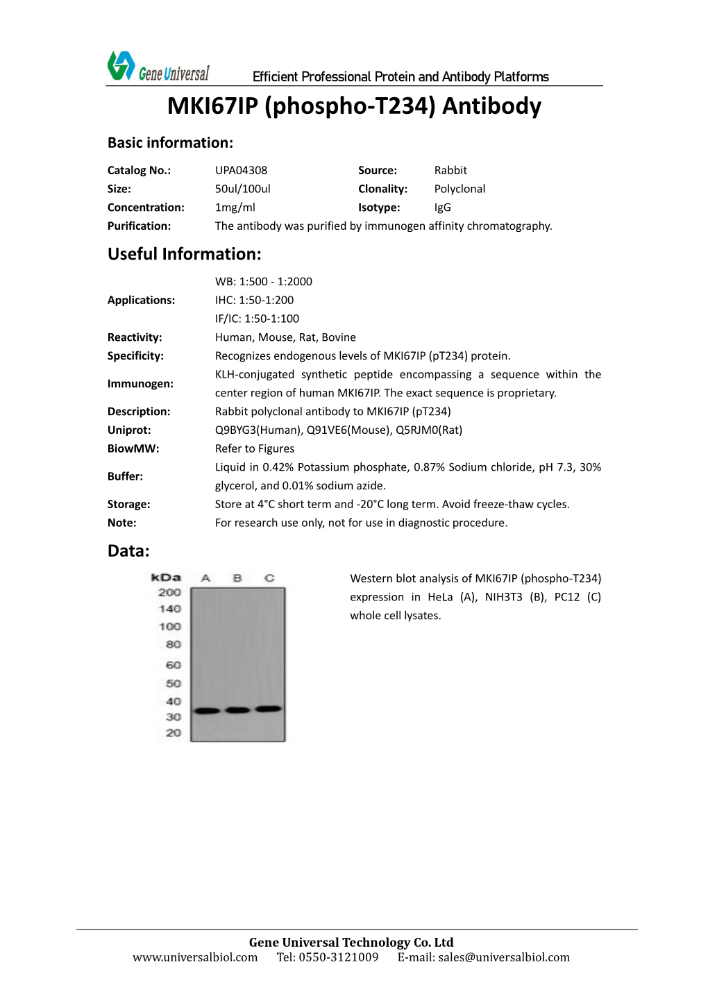 MKI67IP (Phospho-T234) Antibody