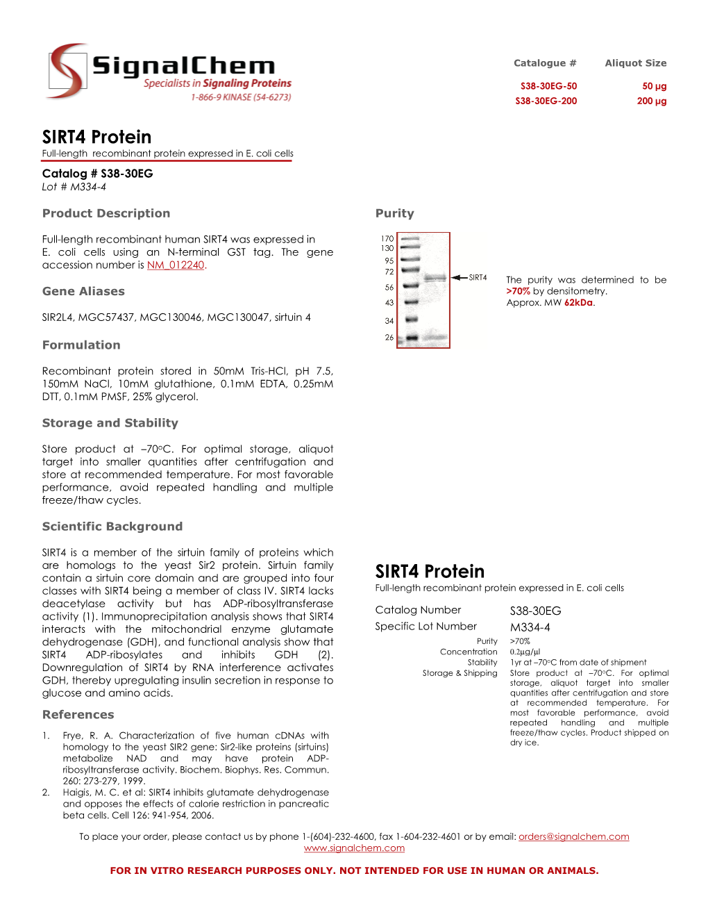 SIRT4 Protein SIRT4 Protein