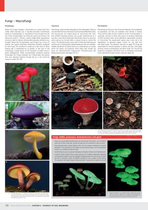 Fungi – Macrofungi