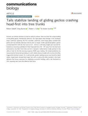 Tails Stabilize Landing of Gliding Geckos Crashing Head-First Into Tree