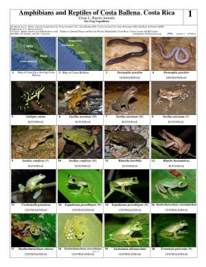 Amphibians and Reptiles of Costa Ballena, Costa Rica César L