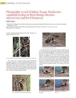 Photographic Record of Rufous Treepie Dendrocitta Vagabunda Feeding on Black Drongo Dicrurus Macrocercus, and Bat (Chiroptera) Rohit Ganpule