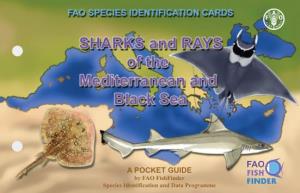 Sharks and Rays of the Mediterranean and Black Sea. a Pocket Guide. FAO Species Identification Cards