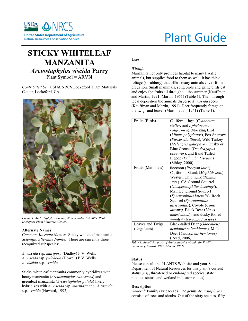 Sticky Whiteleaf Manzanita Plant Guide