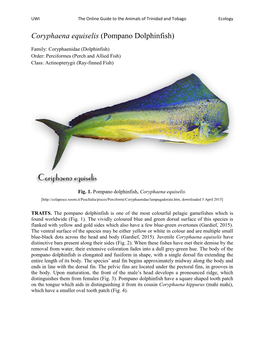 Coryphaena Equiselis (Pompano Dolphinfish)