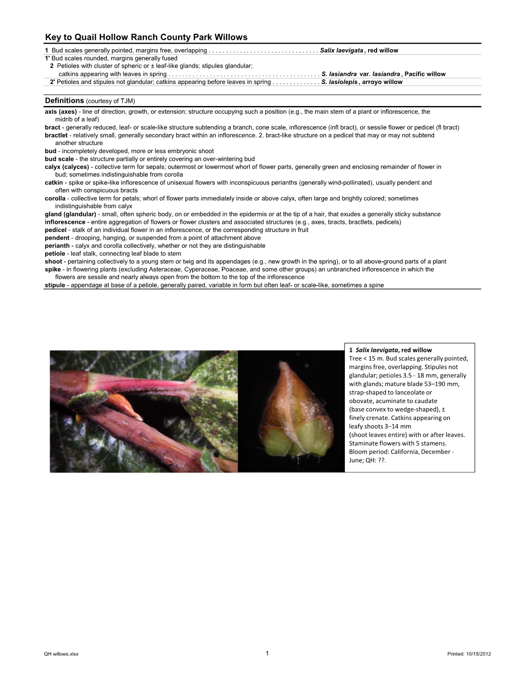 Willows 1 Bud Scales Generally Pointed, Margins Free, Overlapping